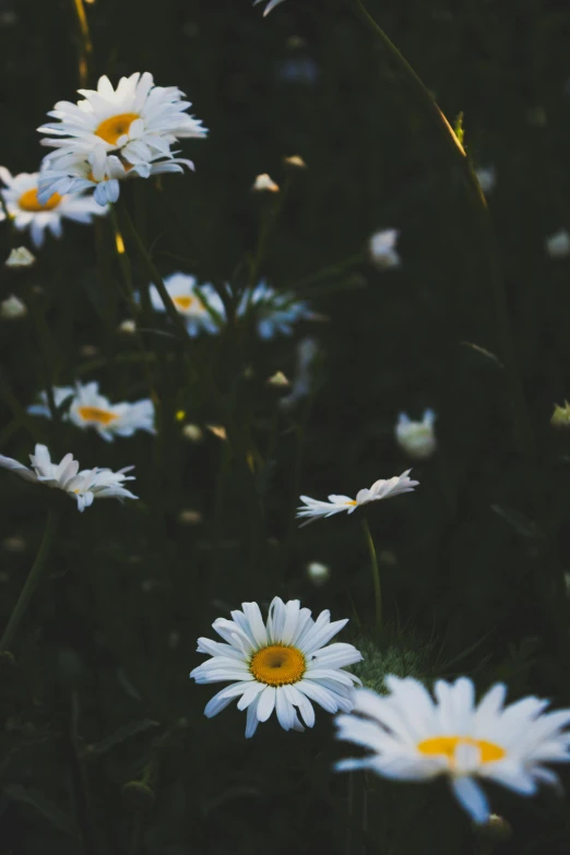 daisies are growing on a field near one another