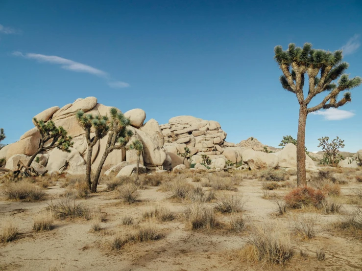 some rocks and trees with bushes in the desert