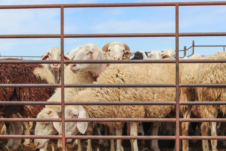 several sheep in a pen and some with their mouths closed