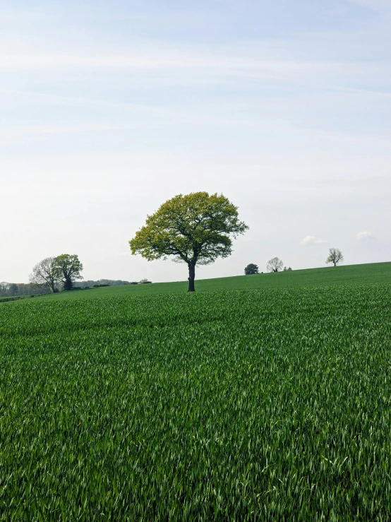 large field with a lone tree and some distant fields