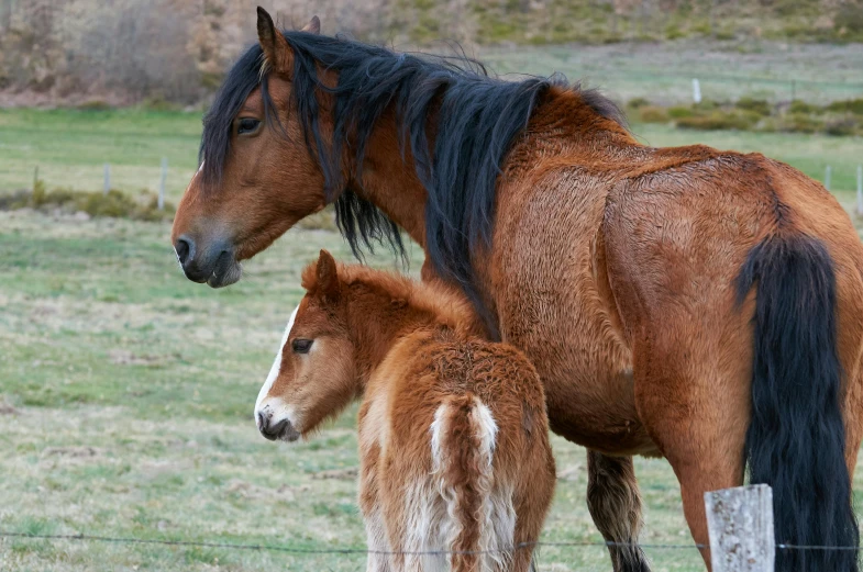 a brown and black horse and its baby in a grassy field