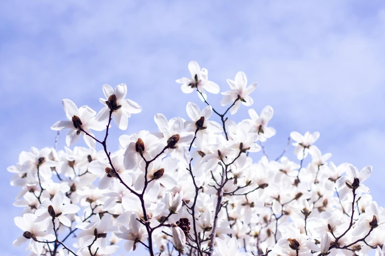 white flowers are shown on the nches of a tree