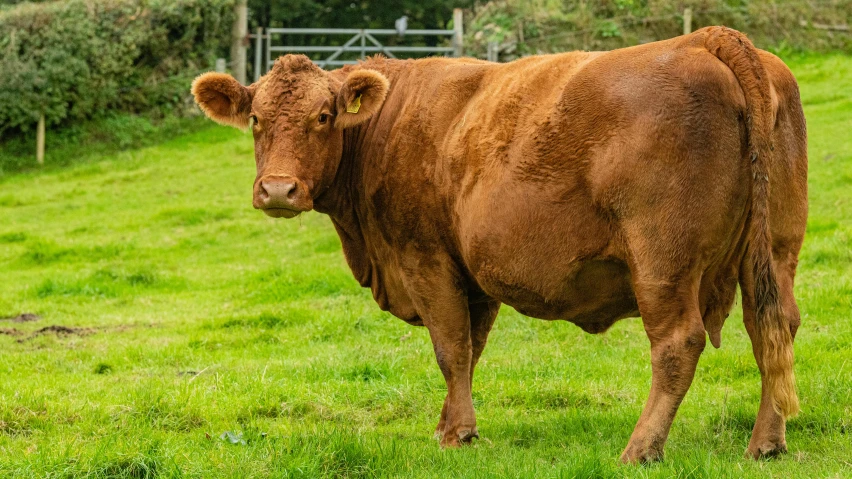 a brown cow standing in a grassy field