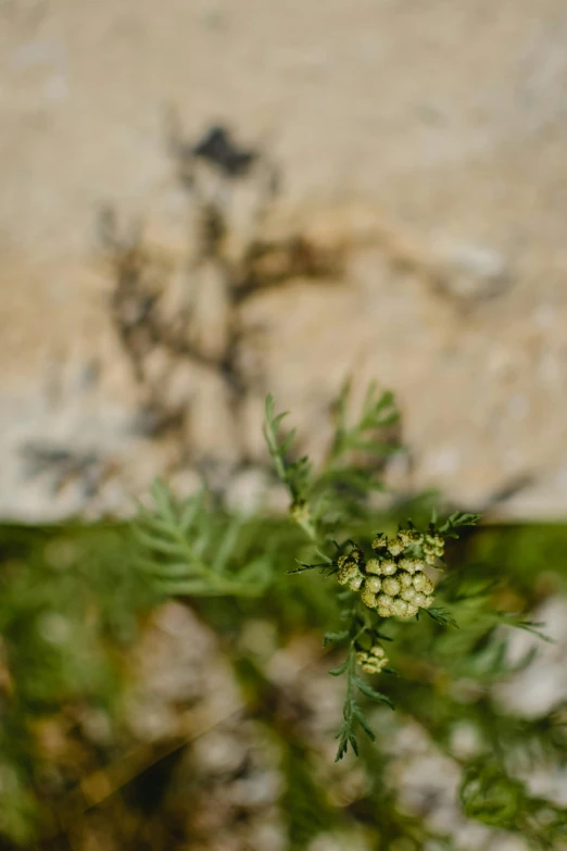 a bunch of little flowers with some green leaves