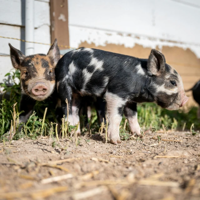 two pigs are standing in the dirt next to each other