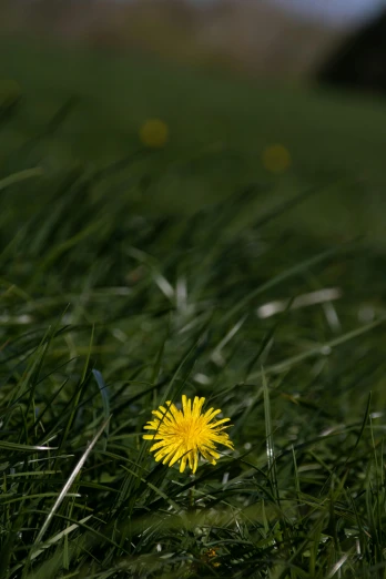 a yellow flower is placed in the grass