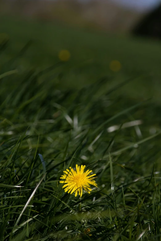 a yellow flower is placed in the grass