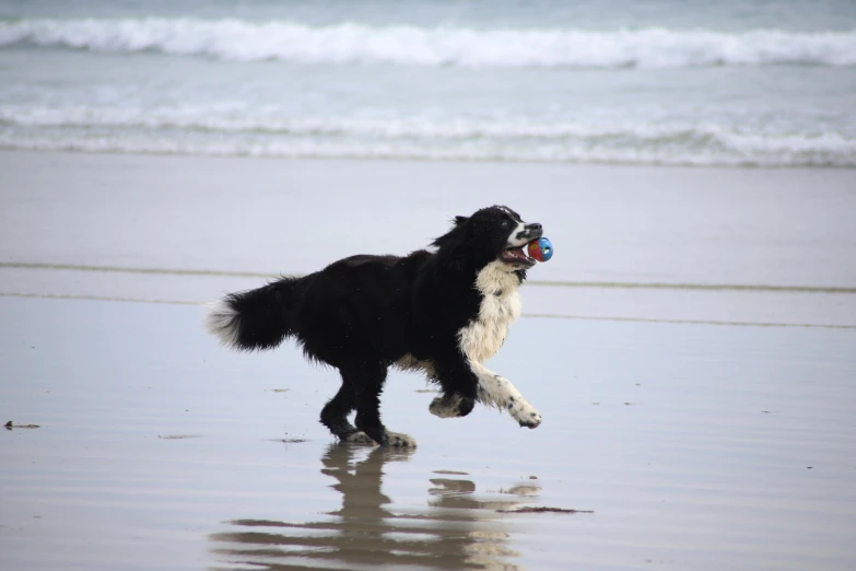 the dog runs on the beach while holding his nose in his mouth
