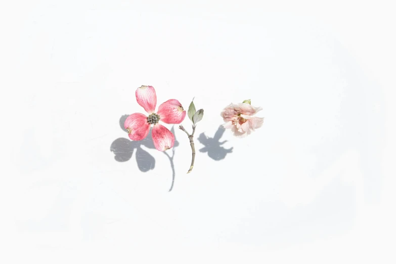 three flowers with long stems and tiny petals are casting shadows on the paper