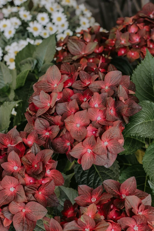 some pretty red and white flowers by some green leaves