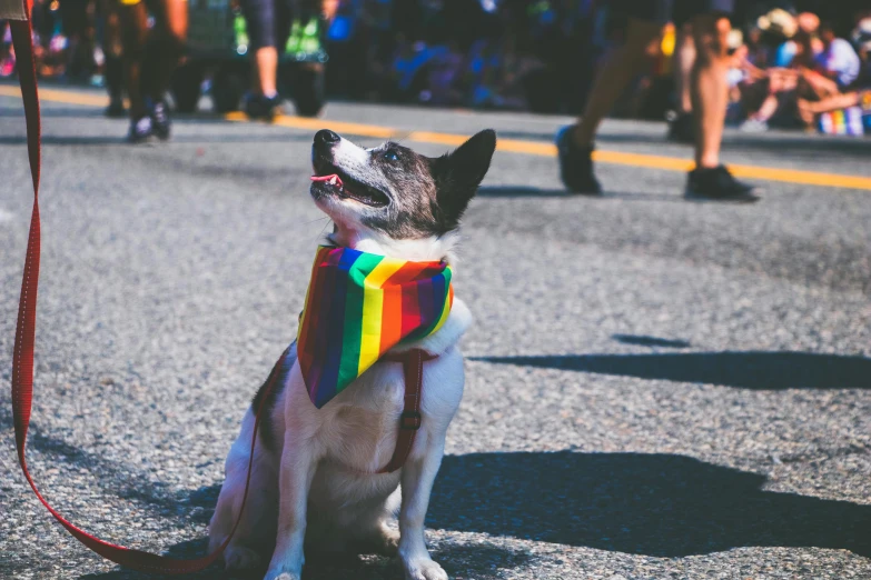 a dog with a scarf tied to it's back