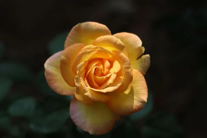 a yellow and red rose sitting in a garden