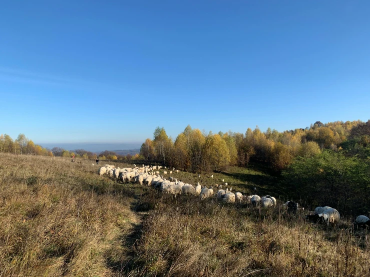 an image of a flock of sheep in the field