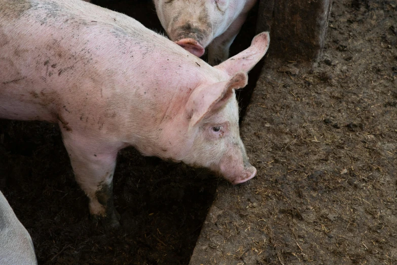 a group of pigs in dirt area next to fence