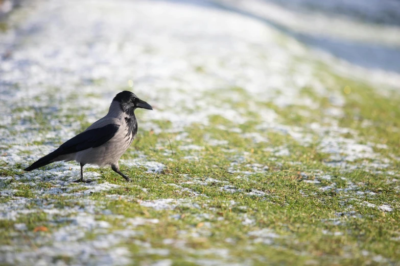 a crow standing on top of a grass covered field