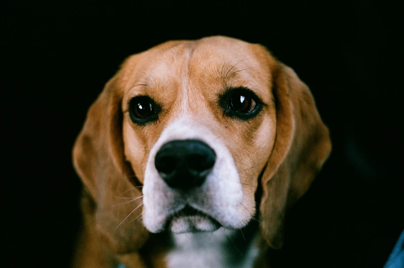 a close up of a dog in a black room