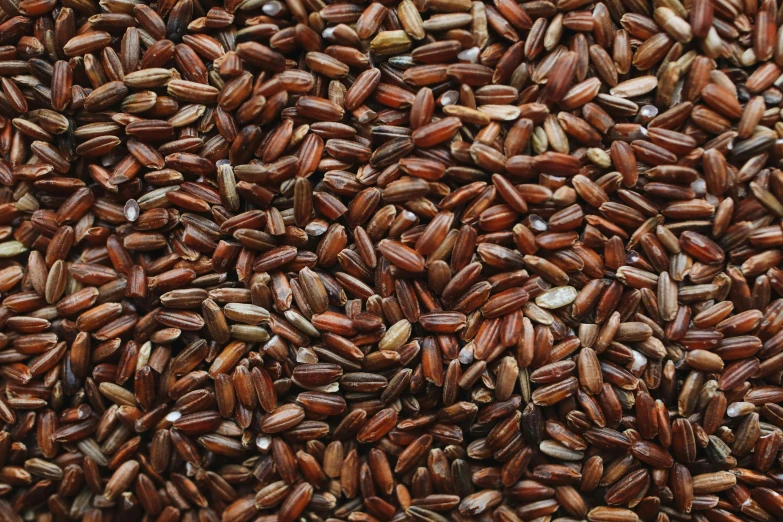 close up view of seeds of an oiled seedy plant