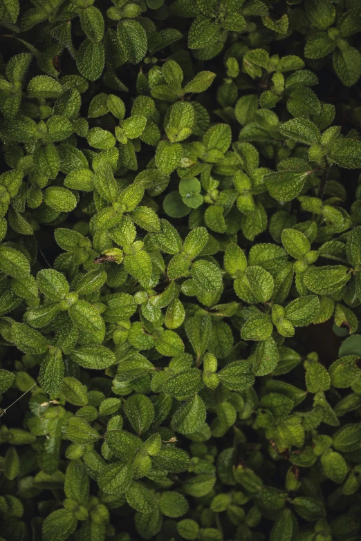 the green leaves of the plant are very green