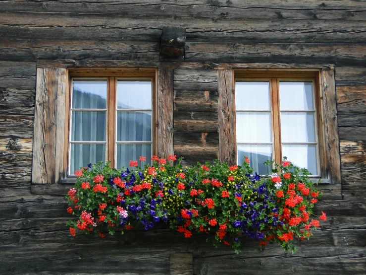 flowers in the windowsill of an old log house