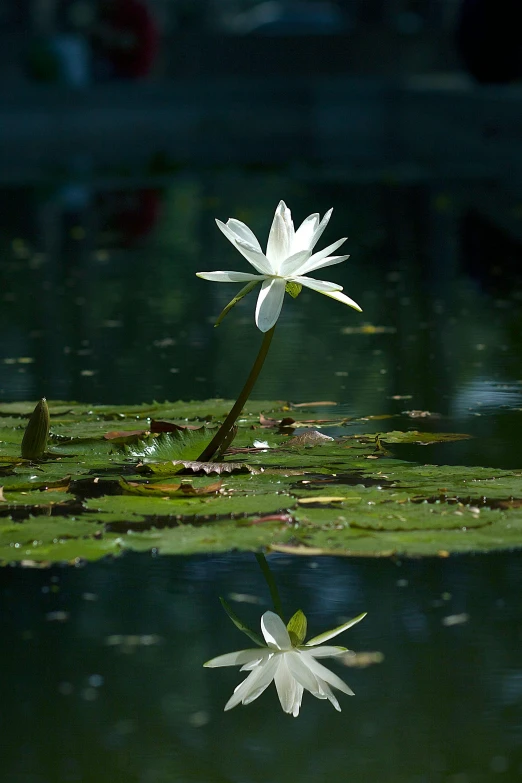 white flowers in a pond with water lilies