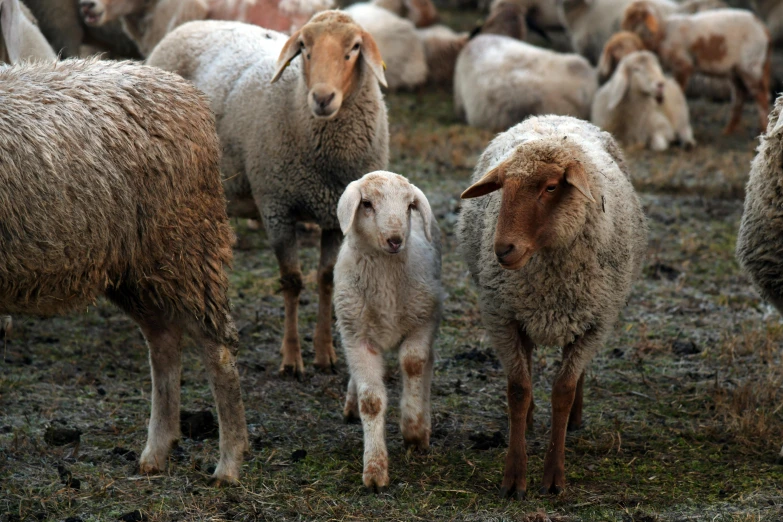 a herd of sheep stand together in a field