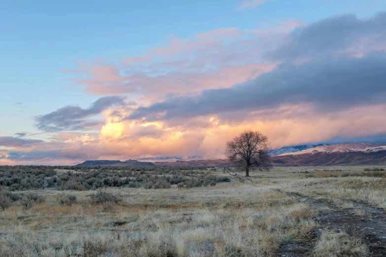 there is a lone tree on the field near mountains