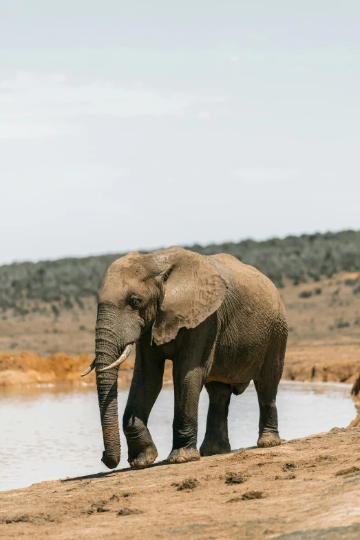 an elephant standing near a river drinking water