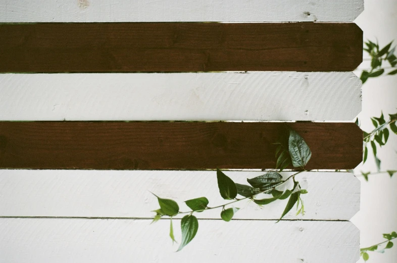 green plant growing between wooden paneling on top of white wall