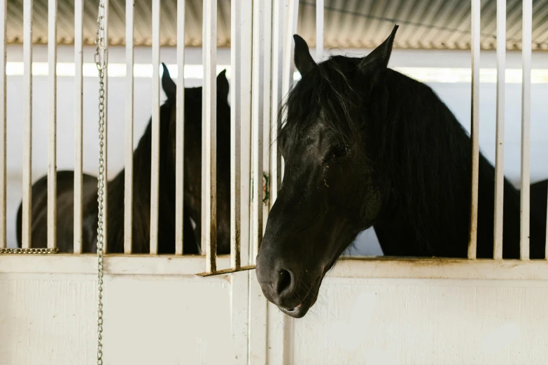 horse standing inside a cage with head out