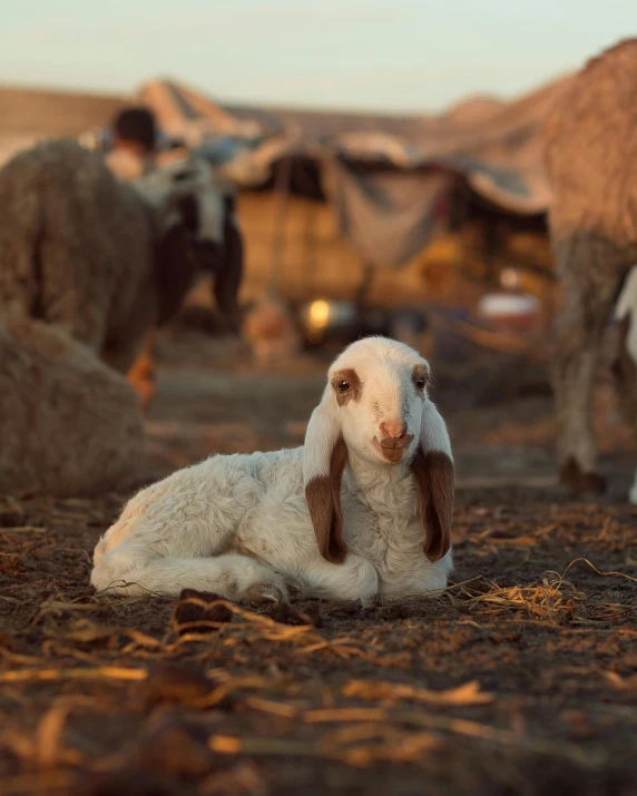 there are many sheep laying down on the ground