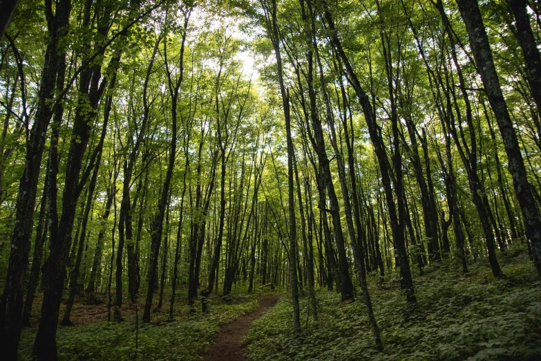 a path through a forest with tall green trees