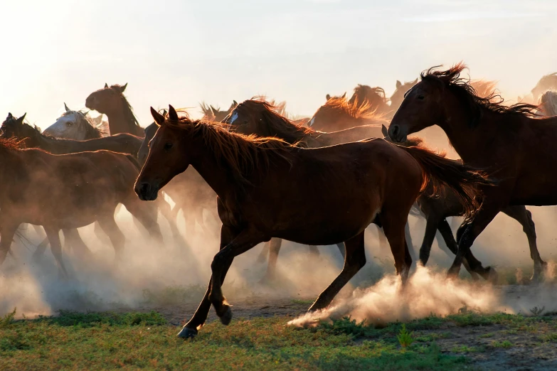 large group of brown horses running on dry grass