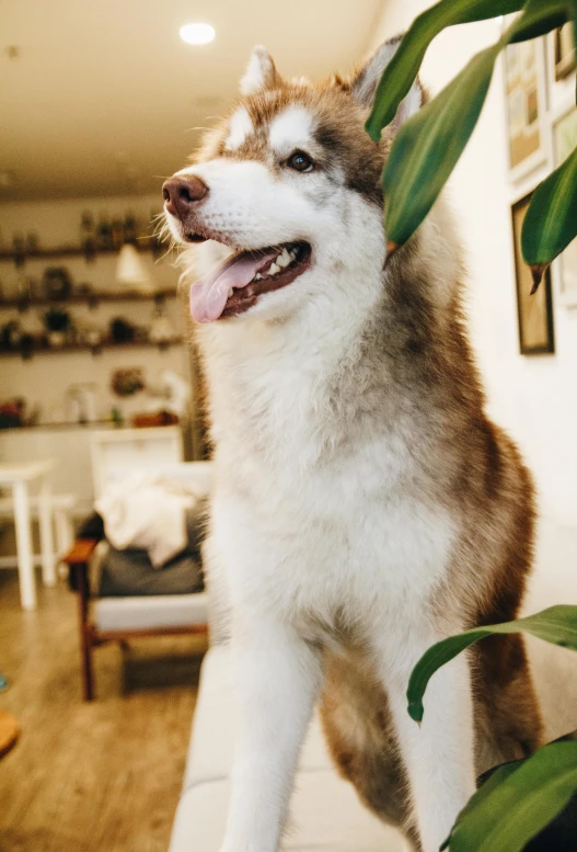 the dog is sitting on the table and ready to go