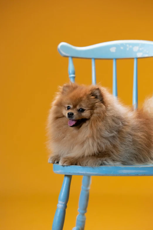 a small dog sits on a blue chair