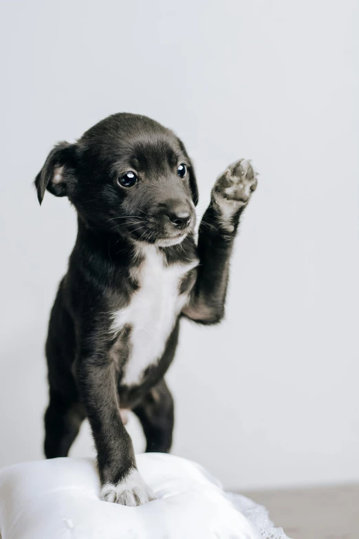 a small black puppy with it's paws up and paw raised up