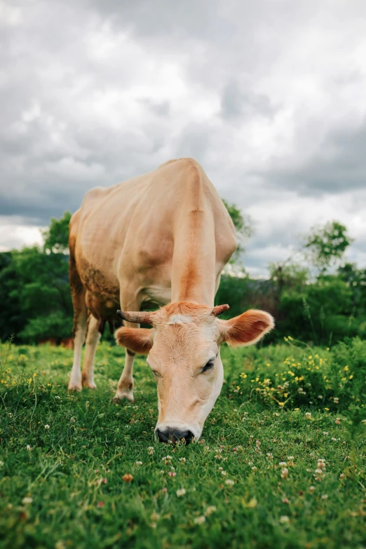 a light brown cow with white spots in a field