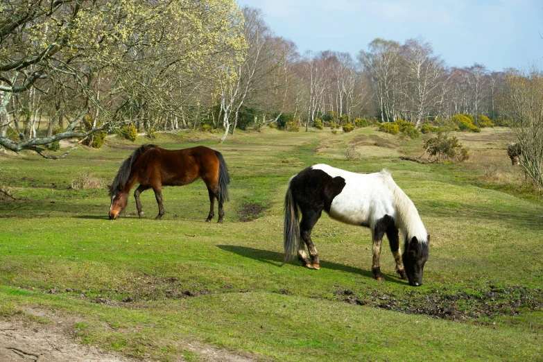 horses grazing in a field near some bare trees