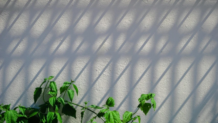 the green vines are growing against a white wall