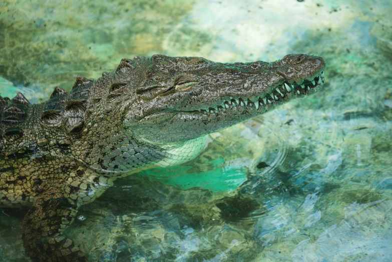 a crocodile swimming through water in the sun