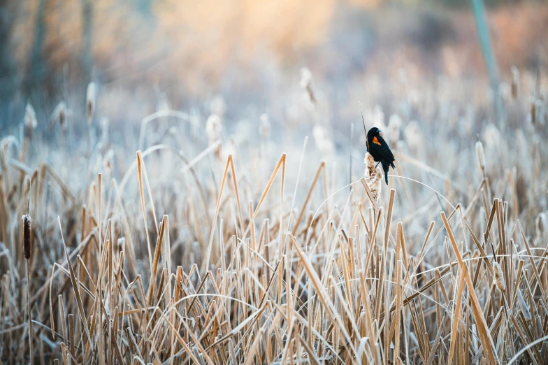 a small bird is sitting on a stick in the grass