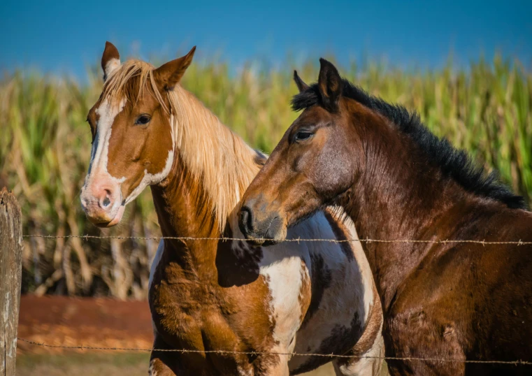 two horses stand in front of a fence