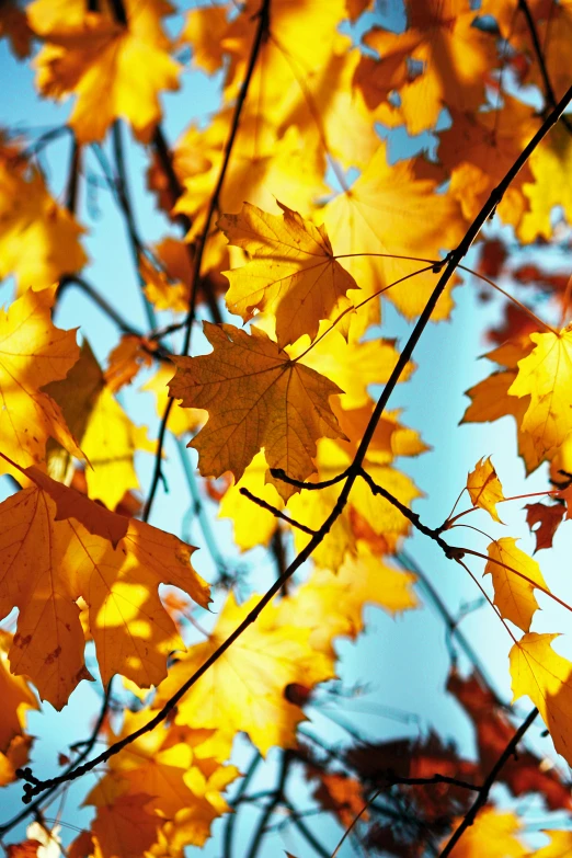 many leaves are hanging from the nches of a tree