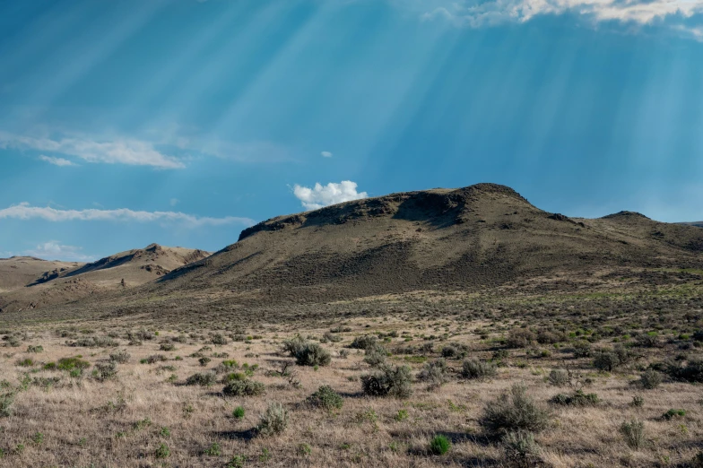 a lonely tree is sitting on a grassy hill