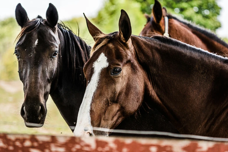 some horses looking out of their stables