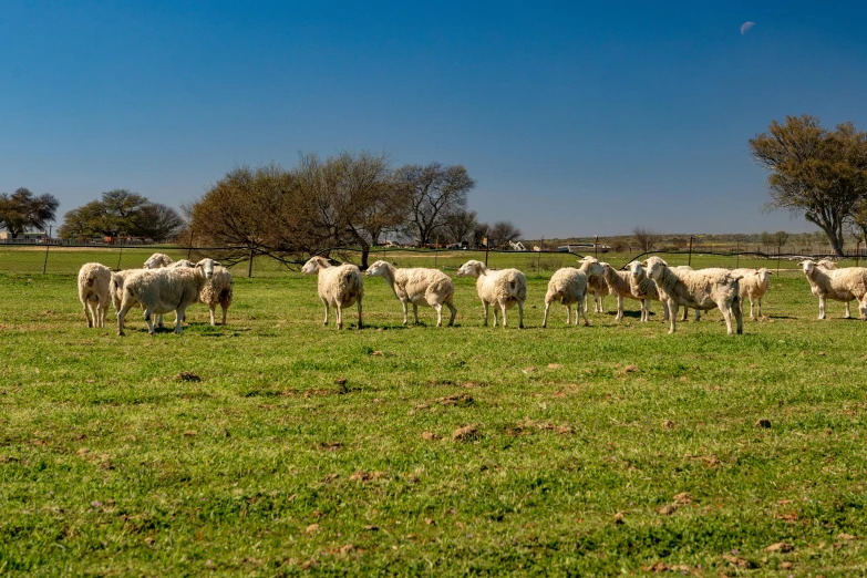 a group of sheep that are standing in the grass