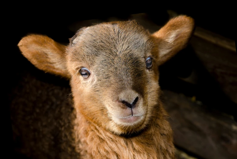 a brown sheep has its face looking straight ahead