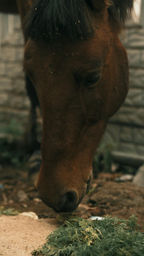 a brown horse is eating grass in its pen