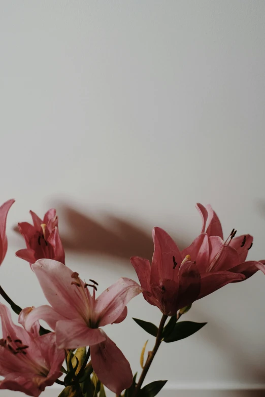 pink flowers are in the corner of a wall