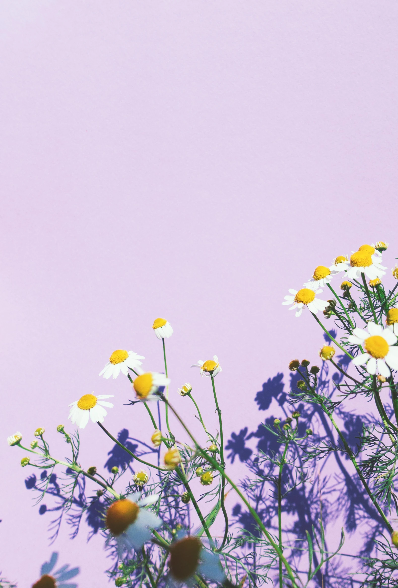 many daisies on a purple surface near a wall