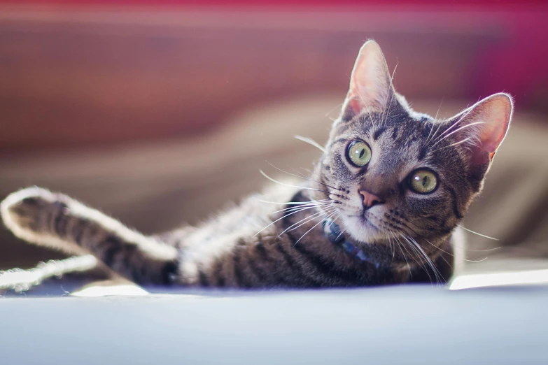 an image of a brown tabby cat looking at the camera